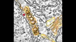 Composition and Three-Dimensional Architecture of the Dengue Virus Replication and Assembly Sites