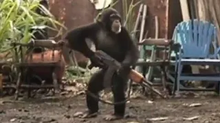 Jab chimpanzee ko pkdai AK47 #short | Chimpanzee with Ak47 #shorts