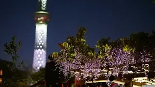 JG 4K HDR 東京 亀戸天神の藤 2018 ライトアップ Tokyo,Kameidotenjin Wisteria Light Up