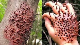10 Dangerous trees You Should Never Touch! | the most Deadly Trees in the world