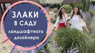 Обзор злаков в саду ландшафтного дизайнера