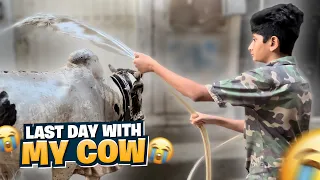 Last Day with my Cow!😭🐄| Cow ko Nehla Dia!😍| Vampire YT