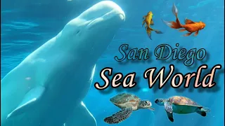 SeaWorld San Diego 2020