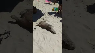 Playful Otter on Boulders Beach, Cape Town, South Africa