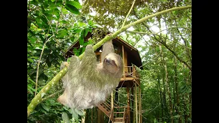 Tree Houses Hotel Costa Rica