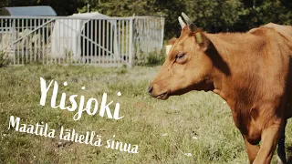 Ylisjoki - Maatilan lehmät