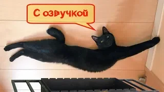 СМЕШНЫЕ КОТЫ И КОШКИ С ОЗВУЧКОЙ Лютые приколы с котами и кошками (2019) -  (свежайшая котоматрица)