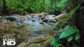 Calming Waters: Recharge Your Spirit with the Peaceful Ambiance of Tropical Rainforest Rivers