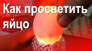 Как просветить яйцо (овоскоп своими руками)