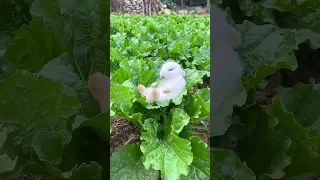 A little Rabbit fell asleep while eating vegetables🥬🥦