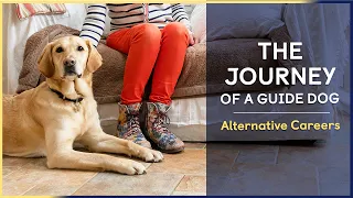 Alternative Careers | Episode 9 | The Journey of a Guide Dog