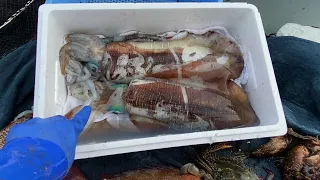 Caught a Huge King of Squid