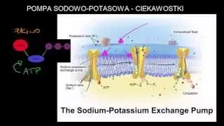 Mechanizm działania pompy sodowo-potasowej