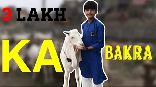 3 Lakh Ka BAKRA😳At (Cafe Piyala) || Shaheer Paracha Official