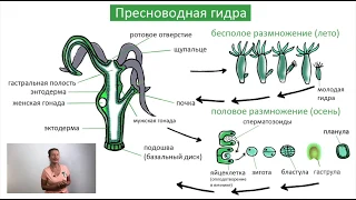 Класс Гидроидные / Жизненный цикл / Биология онлайн с Александрой Соболевой