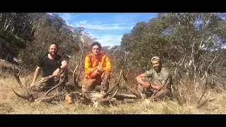 Stalking Sambar Stags Oct 2017, Backpacking into Vic Highcountry, MountainManHuntingFilms