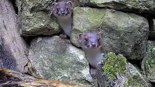 Hand-Reared Stoat Kits Prepare for the Wild | Rescued & Returned to the Wild | Robert E Fuller