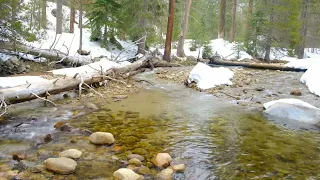 Early snow melt @ Sequoia National Park. #snowmelt #nature #meditation @mitchrha5013