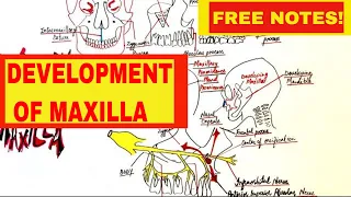 Development Of Maxilla - Embryology