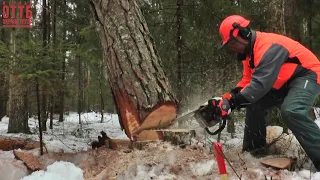 Видеоинструкция по охране труда при проведении лесосечных работ в зимний период