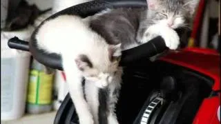 Эти милые коты и кошки / Those amazing cats