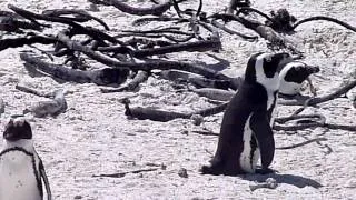 African Penguins at Boulders Beach, South Africa