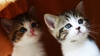 The Best Cute Kittens and Funny Cats Videos