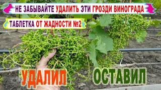 🍇 Не пропусти ЭТУ ВАЖНУЮ операцию после ЦВЕТЕНИЯ ВИНОГРАДА. Почему на 30 побегов всего 15 кг урожая?