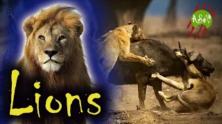 Lions hunting and killing wildebeests and zebras | Lions vs Hyenas