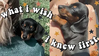 What to Know Before Getting a Mini Dachshund!