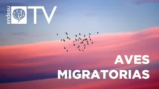 ENDESU.TV | 5: Aves migratorias. Un fenómeno espectacular.