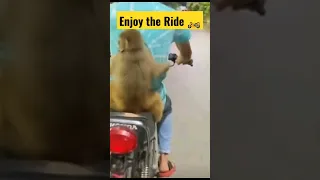 Bike riding Monkey goes viral 🏍️