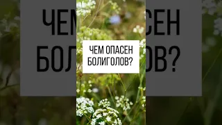 Рассказываю, в каком случае может быть полезен болиголов, а в каком, даже опасен #болиголов