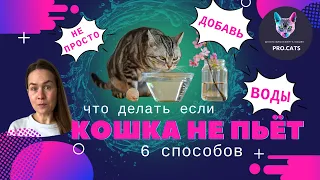 Кошка мало пьет | Кот не любит воду | 6 способов это исправить