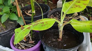 Easy Banana Tree Propagation: Potting Dwarf Cavendish and Transplanting a Mature Tree