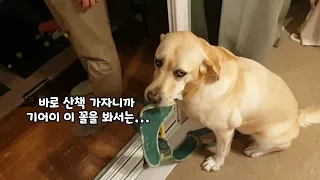 Retriever Does Her Best Not To Show Her Dad Crime Scene She Made