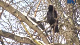 В найближчі дні на Тернопільщині буде морозяна погода