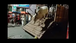 unloaded kankraj leg broken 😢kolkata cow                                near islamia school