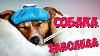 КАК ПОНЯТЬ, ЧТО СОБАКА ЗАБОЛЕЛА?