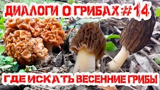 ДИАЛОГИ О ГРИБАХ#14: ГДЕ ИСКАТЬ ПЕРВЫЕ ВЕСЕННИЕ ГРИБЫ.