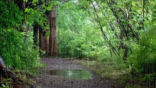 Fresh Forest Path on a Rainy Day - 10-Hour Rain Sound for Relaxation and Sleep, Improves Insomnia