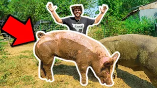 Backyard Farm GIANT PET PIG Catch Clean Cook!!! (RIP)