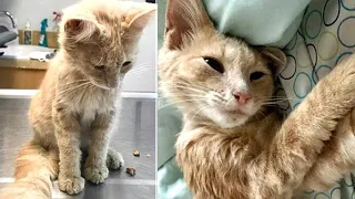 To tears! The little homeless cat saved the heartbroken man.