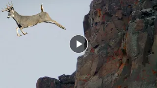 ANIMALES LA Cabra de Montaña ¡Un Escalador SIN MIEDO QUE DESAFÍA LA GRAVEDAD ! ¿POR QUÉ NO SE CAEN?