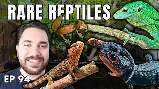 Breeding Rare Wild-Caught Reptiles | Reptiliatus