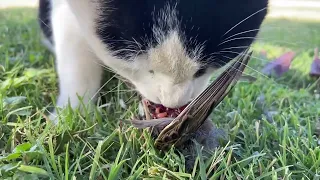 cat eats bird  GRAPHIC WARNING