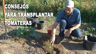 Consejos para trasplantar tomateras