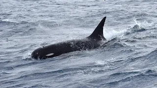 Searching for Type D: A New Species of Killer Whale?