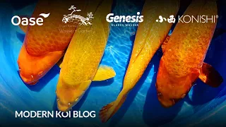 Modern Koi Blog #5965 - Sensationelle Ginrin Mujimono gehen zu Rainer und Ute