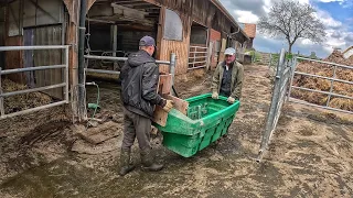 В СУСІДА ПРОБЛЕМИ, РЕМОНТУЮ КОРІВНИК! УКРАЇНЕЦЬ на Фермі у Швейцарії